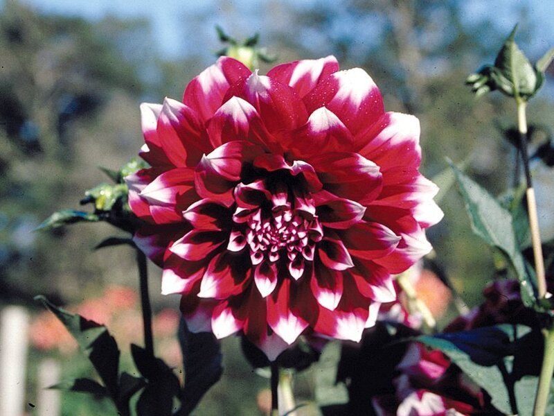 Red and White Dahlia Flower — Calm