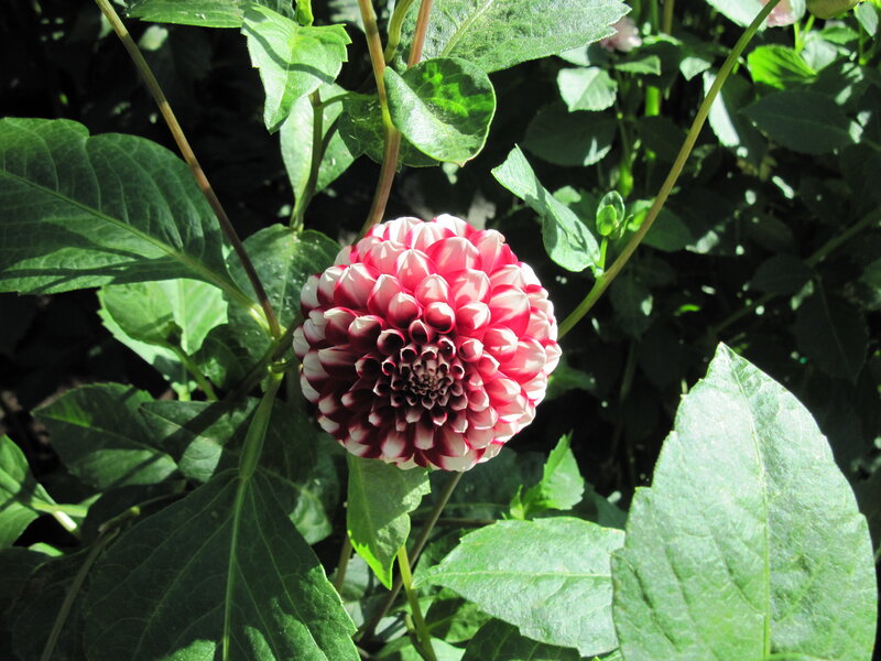 Red and White Dahlia Flower — Green