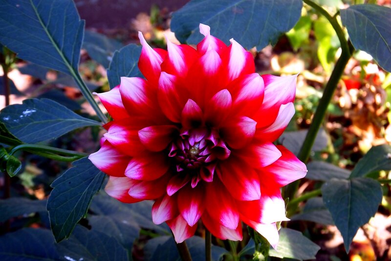 Red and White Dahlia Flower — Natural, Afternoon, Photograph
