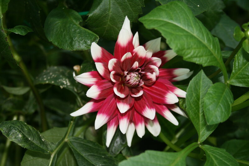 Red and White Dahlia Flower — Natural