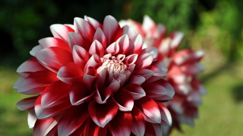 Red and White Dahlia Flower — Serene, Afternoon, Photograph, Greenery