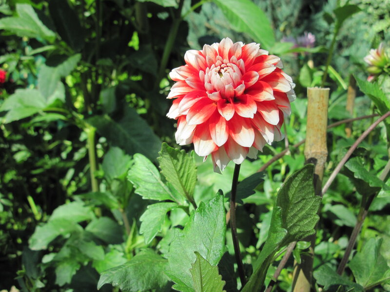 Red and White Dahlia Flower — Serene, Afternoon, Photograph