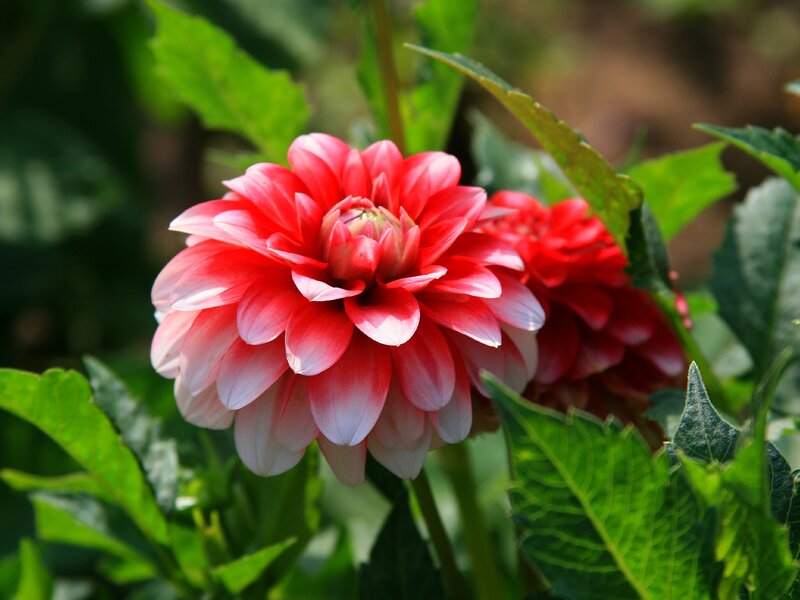 Red and White Dahlia Flower — Serene, Afternoon