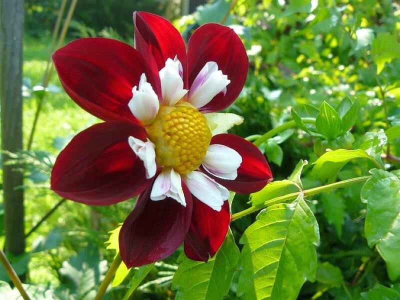 Red and White Dahlia Flower — Serene