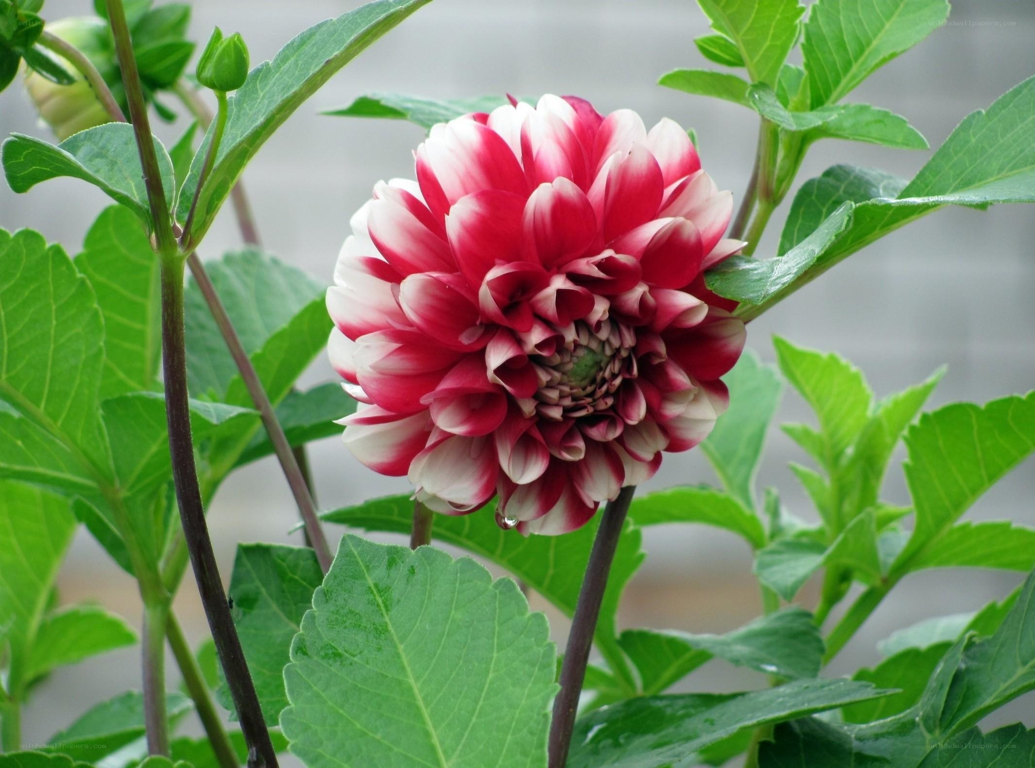 Red and white dahlia flower