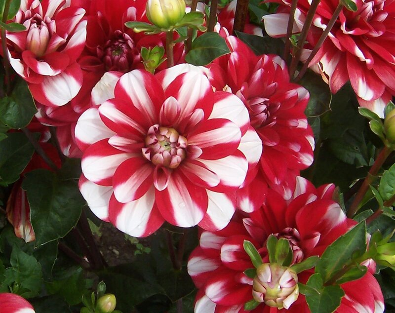 Red and white dahlia flowers