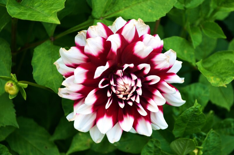 Red and White Dahlia — Natural