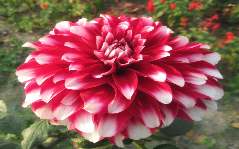 Red and White Dahlia — Serene, Afternoon