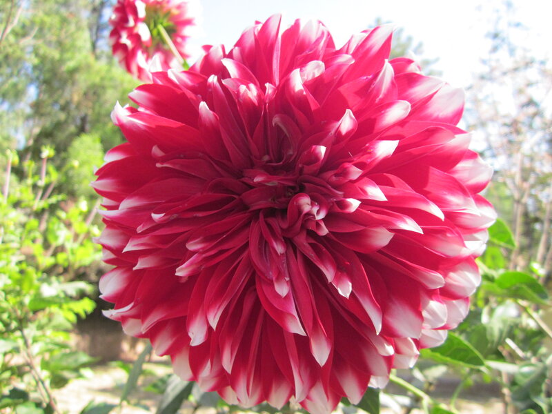 Red and White Dahlia — Serene