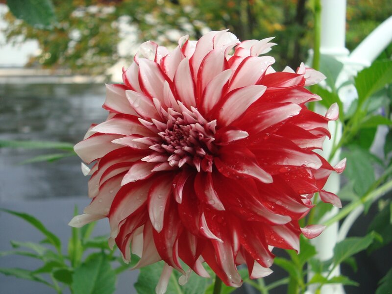 Red and White Dahlia