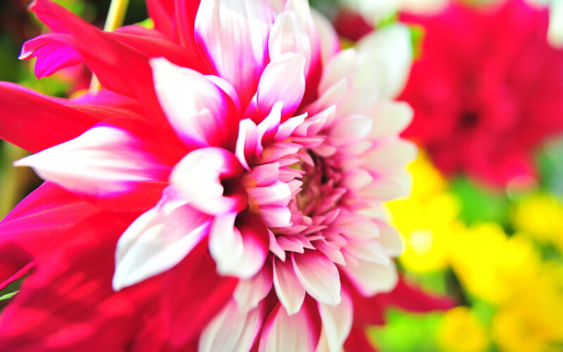 Red and White Dahlia — Vibrant