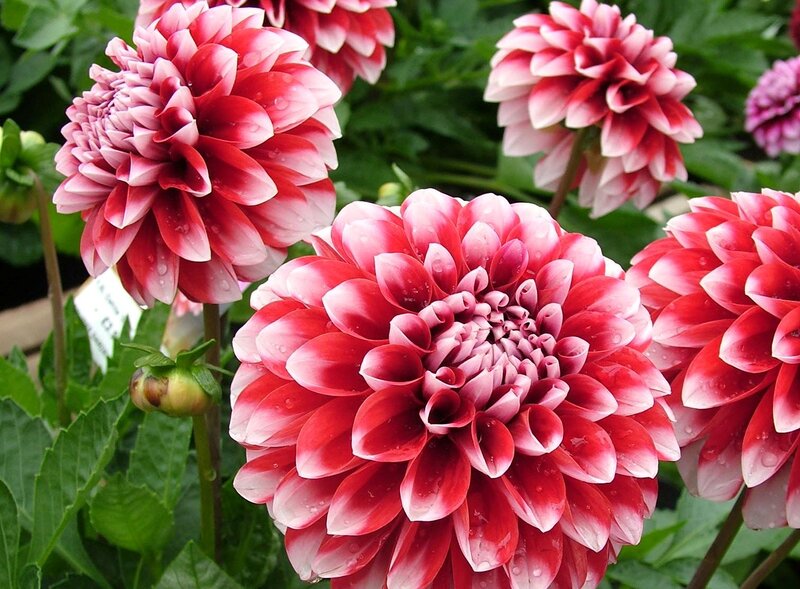 Red and White Dahlias — Calm, Photograph
