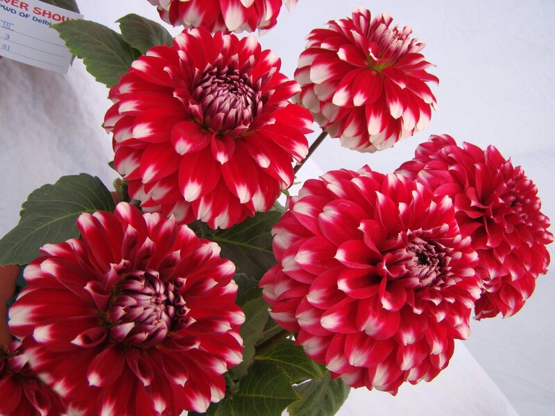 Red and White Dahlias — Calm
