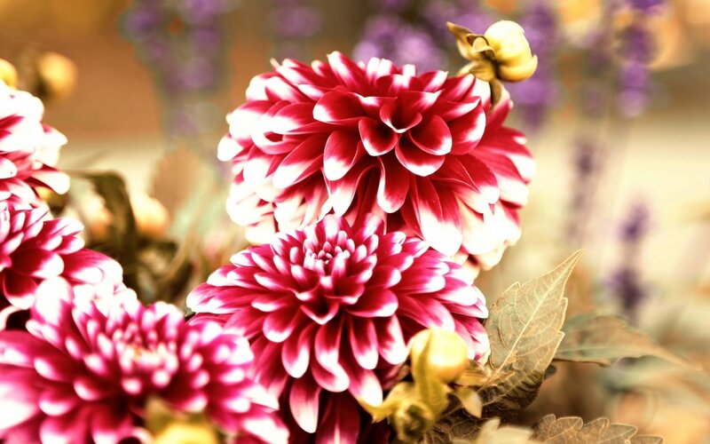 Red and White Dahlias — Serene
