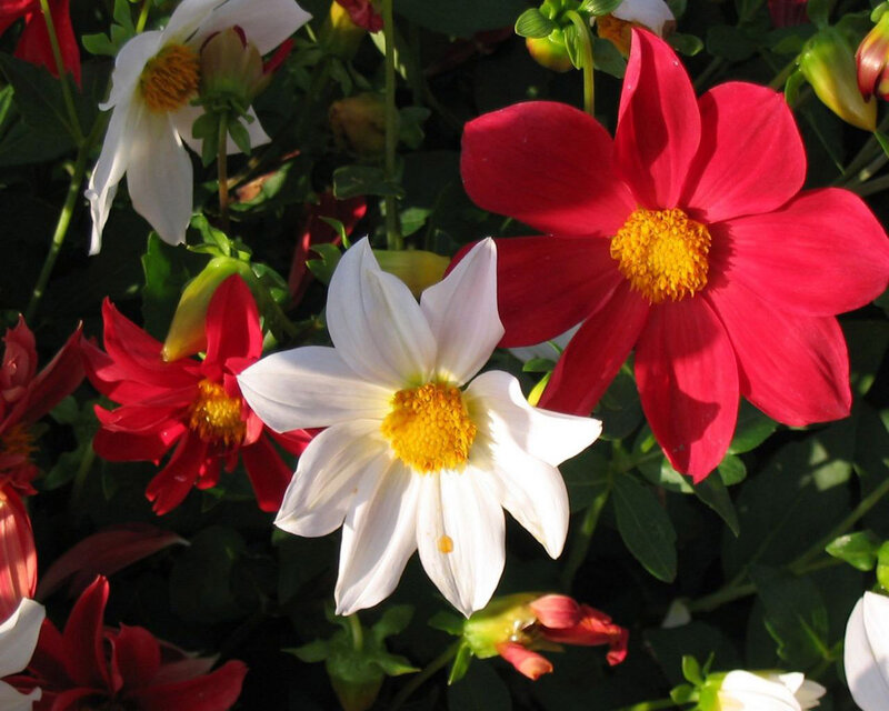 Red and White Dahlias