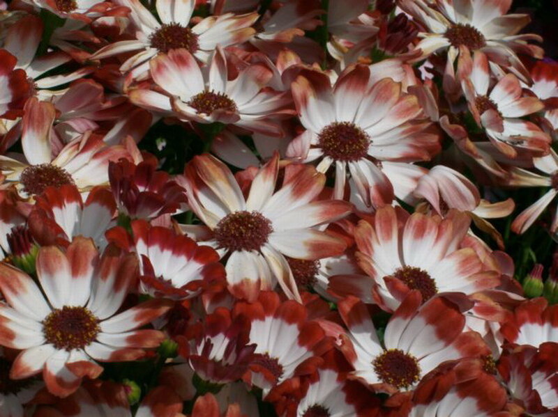 Red and White Daisies — Calm
