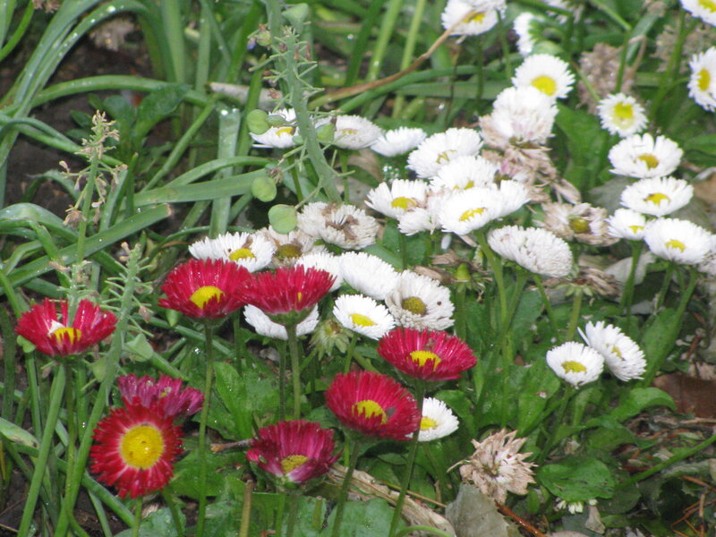 Red and white daisies in garden