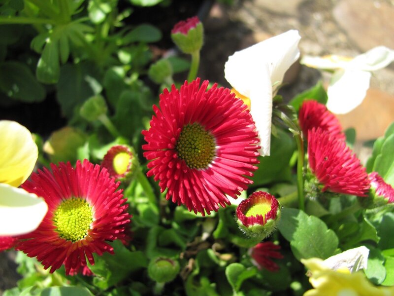Red and white daisies in garden