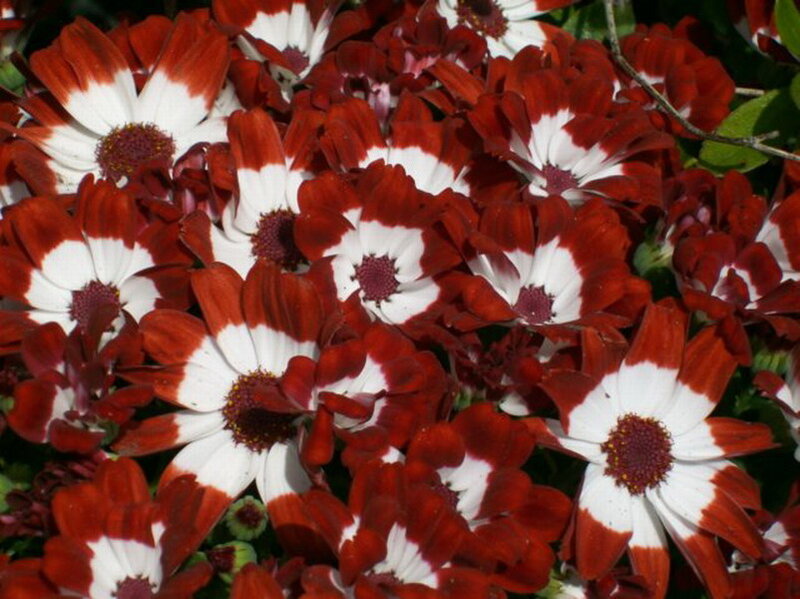 Red and White Daisies — Natural