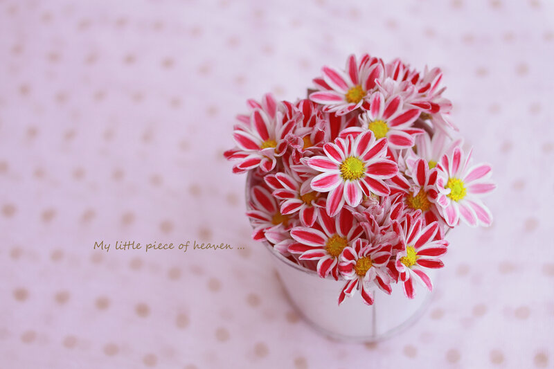 Red and White Daisies — Pink