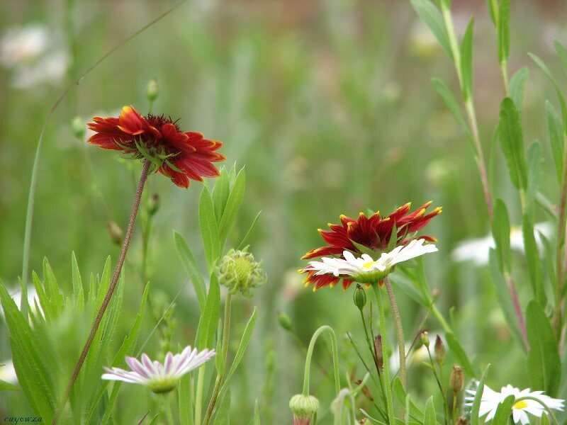 Red and White Daisies