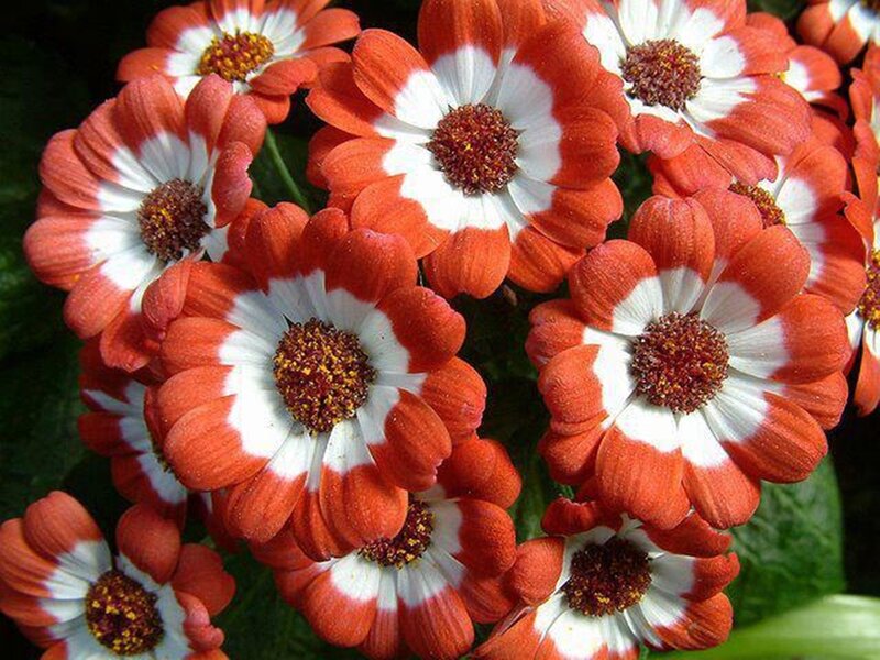 Red and White Daisies — Vibrant