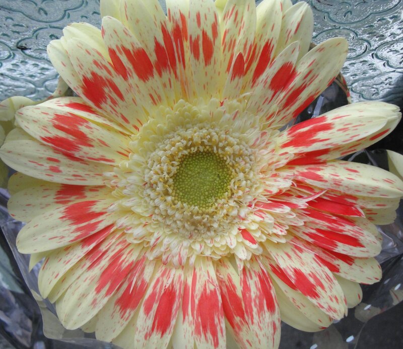 red and white daisy flower
