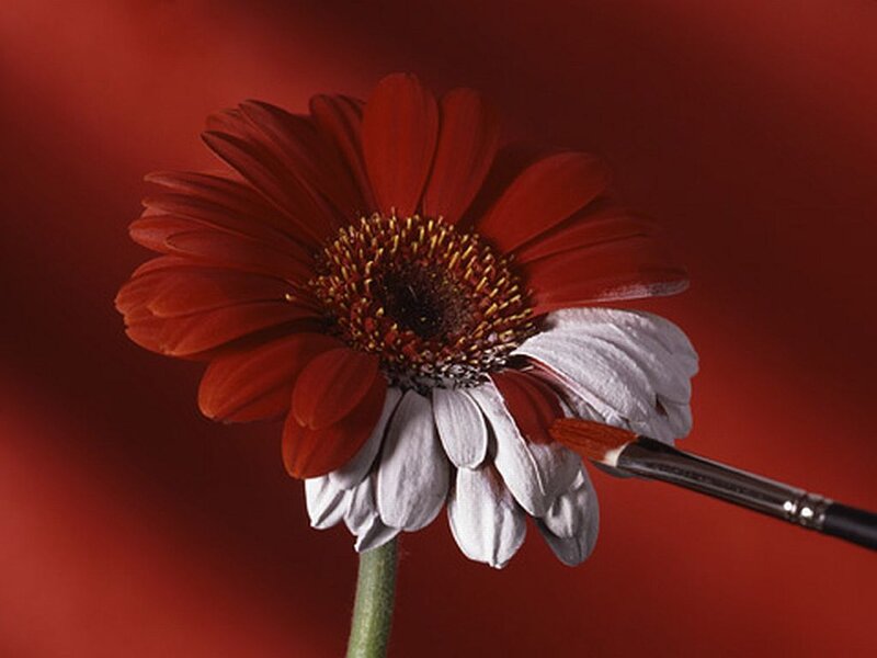 Red and White Daisy Flower — Dramatic