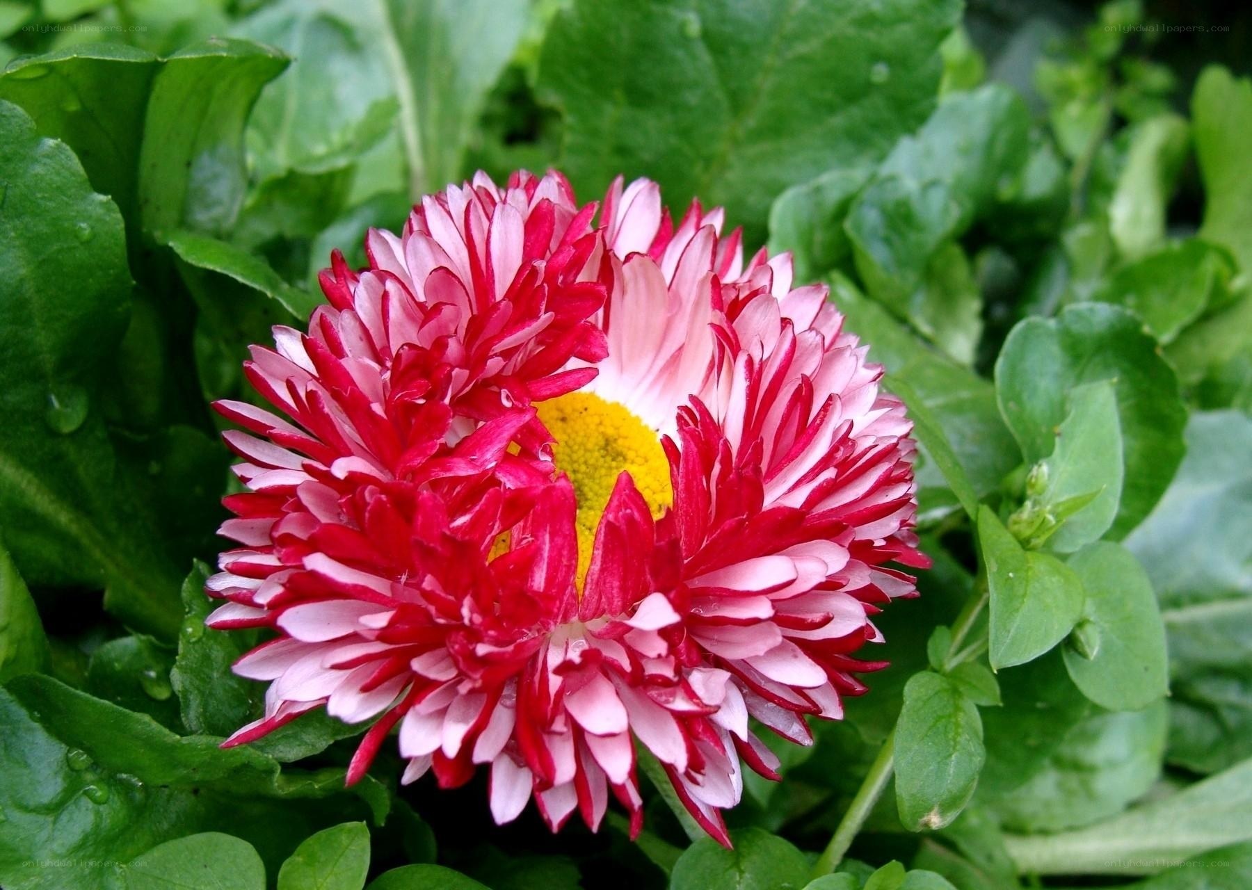 Red and white daisy flower
