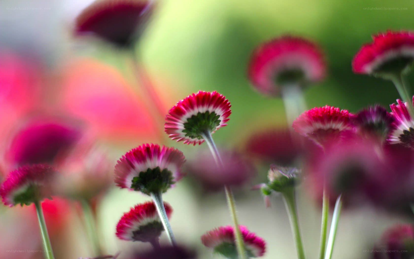Red and white daisy flowers