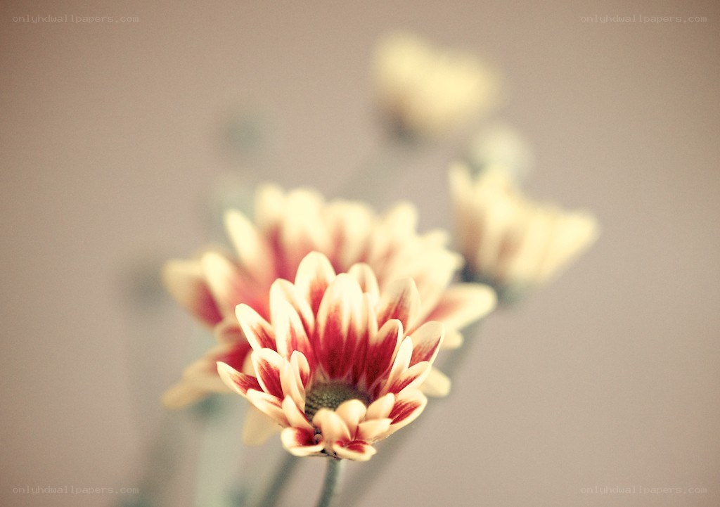 Red and white daisy flowers