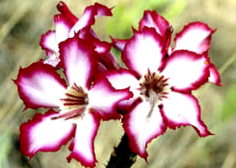 red and white desert flowers