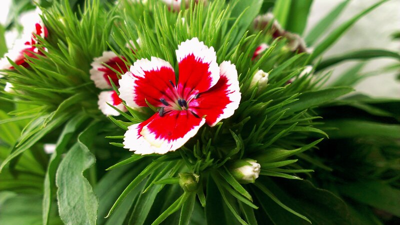 Red and white dianthus flower