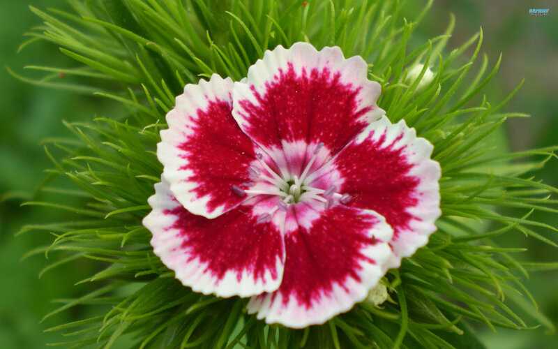 Red and White Dianthus Flower — Calm