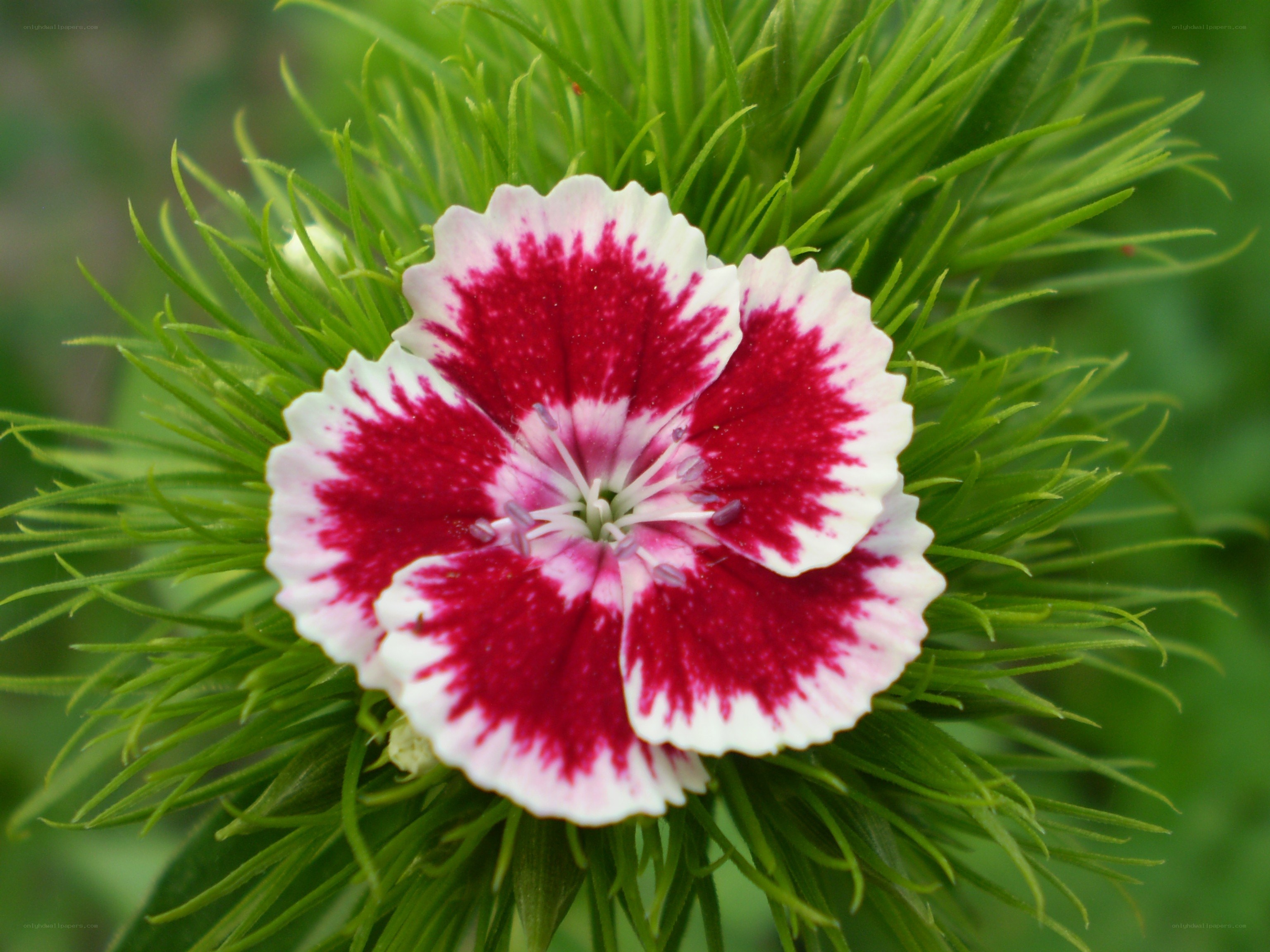 red and white dianthus flower