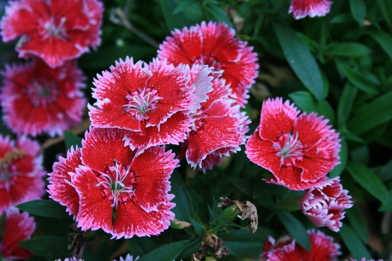 Red and White Dianthus Flowers — Natural