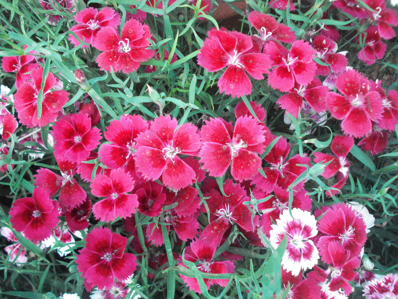 Red and White Dianthus Flowers — Vibrant
