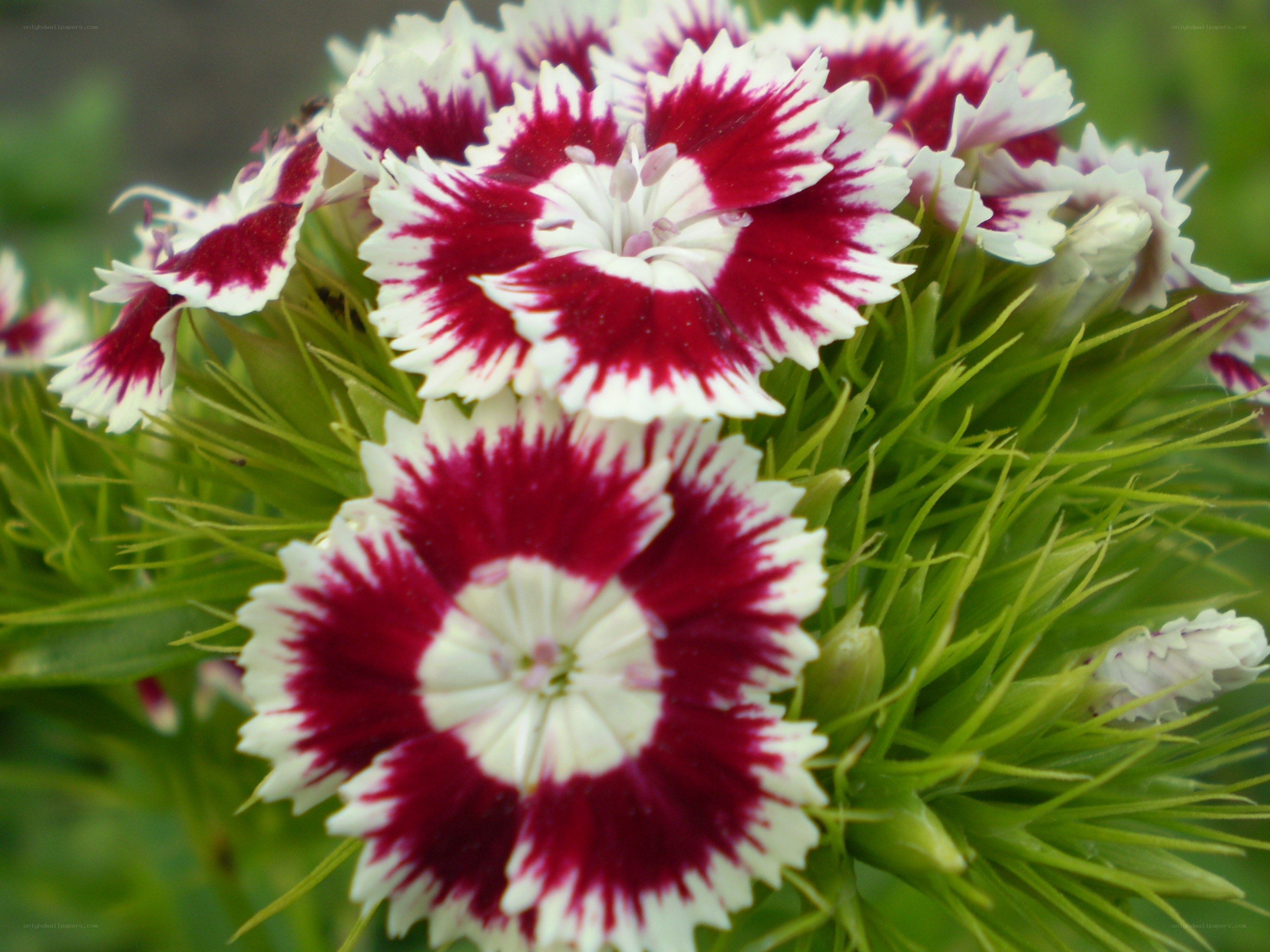 red and white dianthus flowers