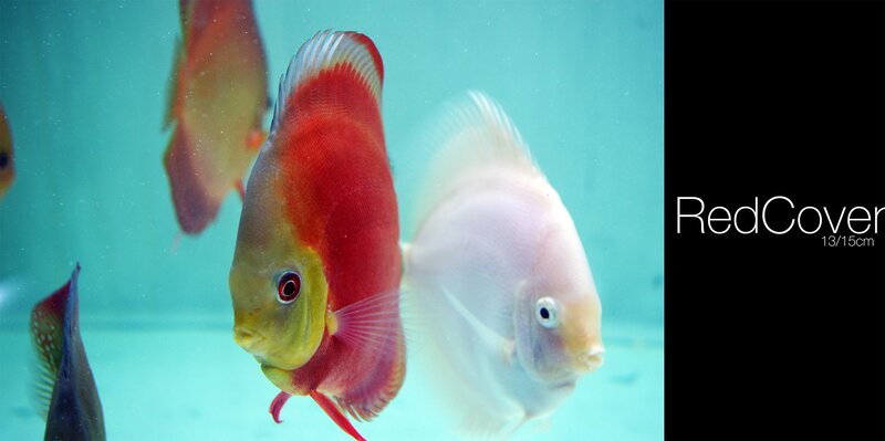 Red and White Discus Fish — Calm, Photograph, Aquarium
