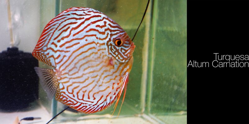 Red and White Discus Fish — Calm, Photograph, Fish Tank
