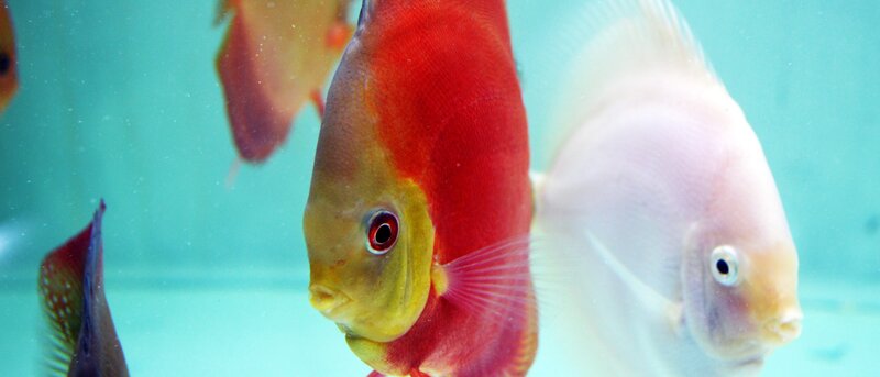 Red and White Discus Fish — Calm, Photograph