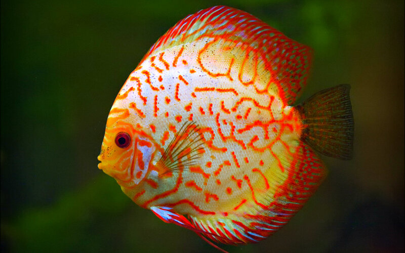 Red and White Discus Fish — Calm