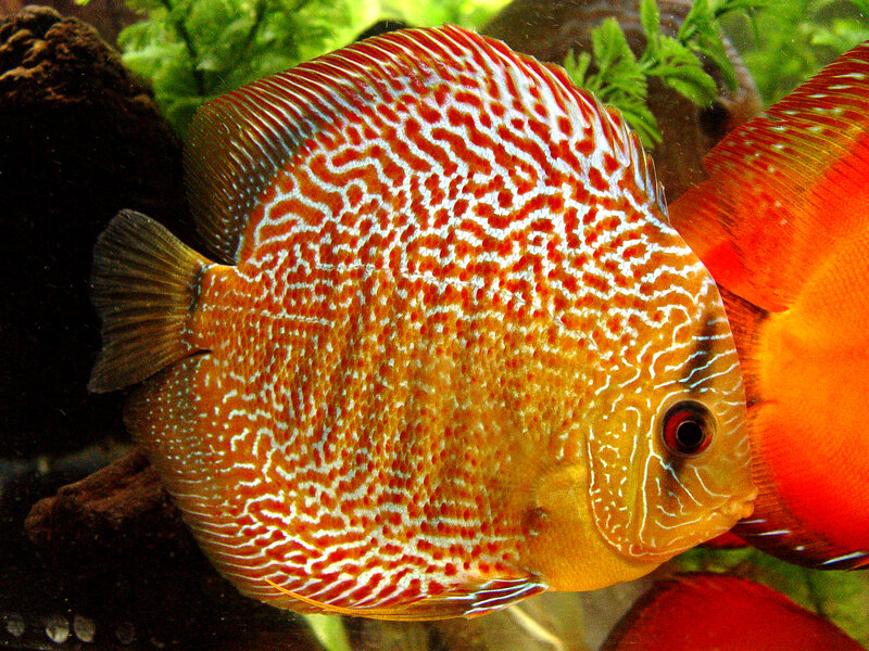 Red and White Discus Fish — Orange