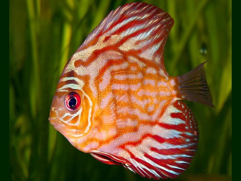 Red and White Discus Fish