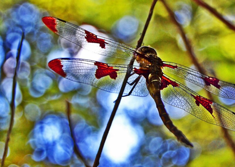 Red and White Dragonfly
