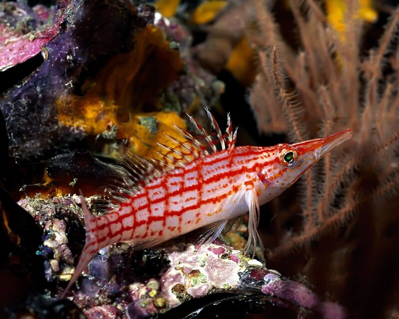 Red-and-white fish on coral reef
