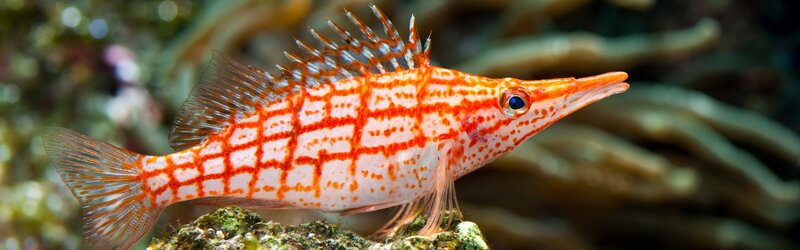 Red and white fish on coral