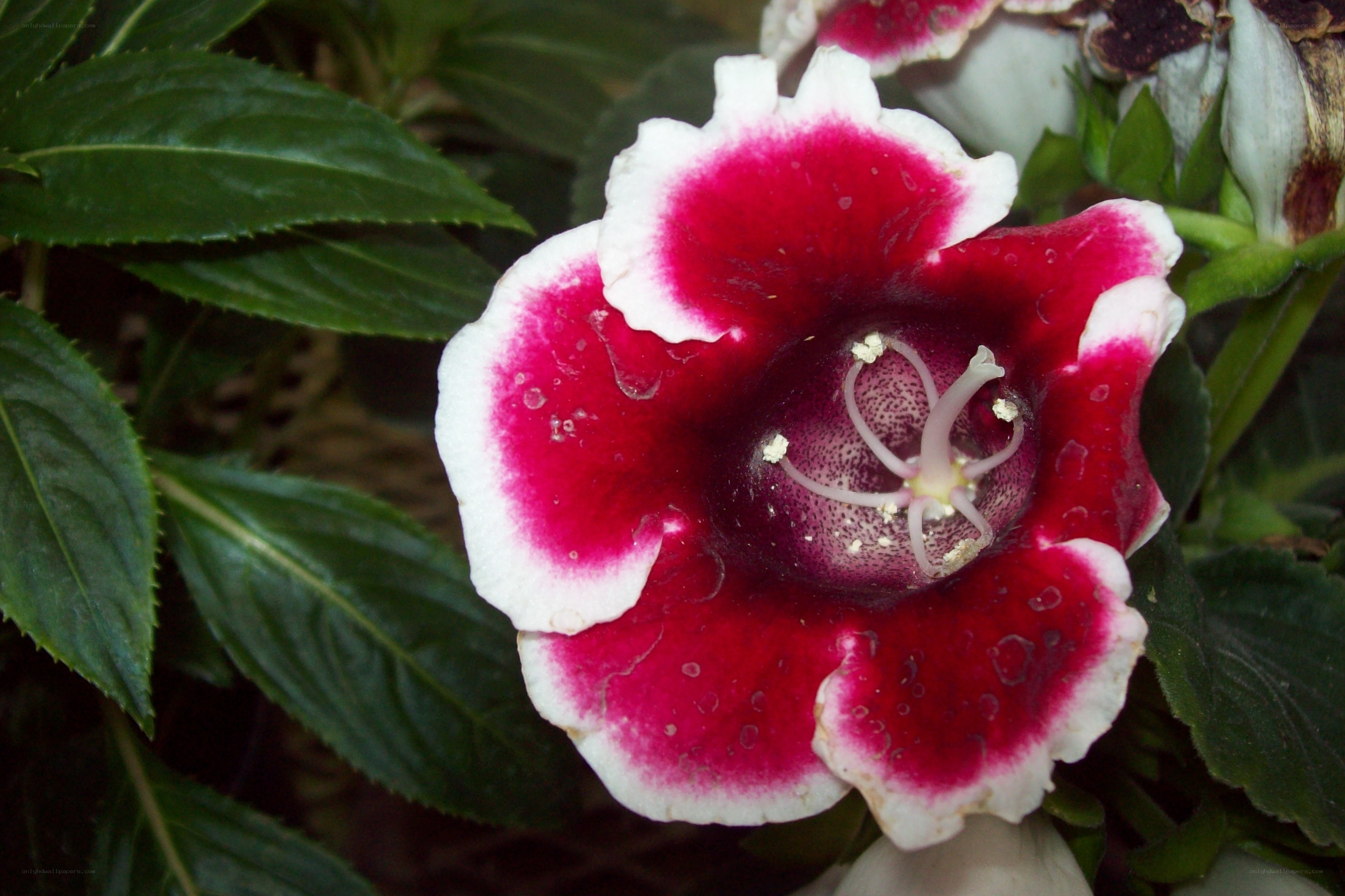 Red and white flower bloom