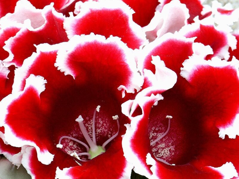 Red and white flower blossoms