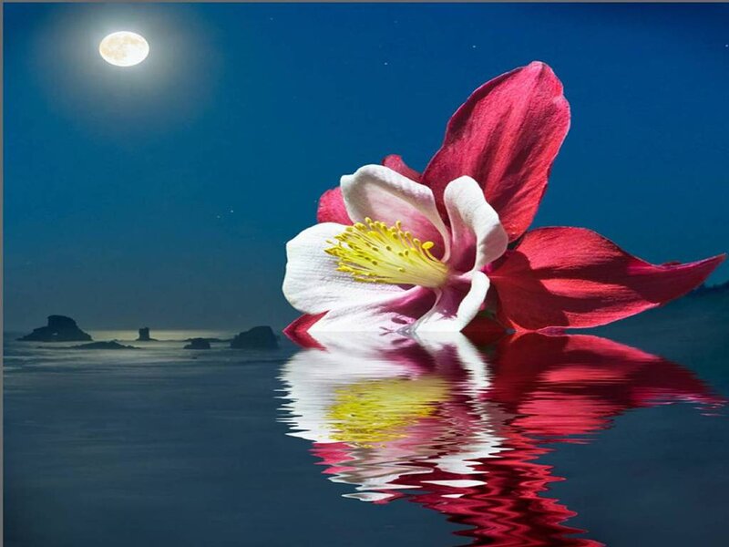 Red and White Flower — Blue, Serene